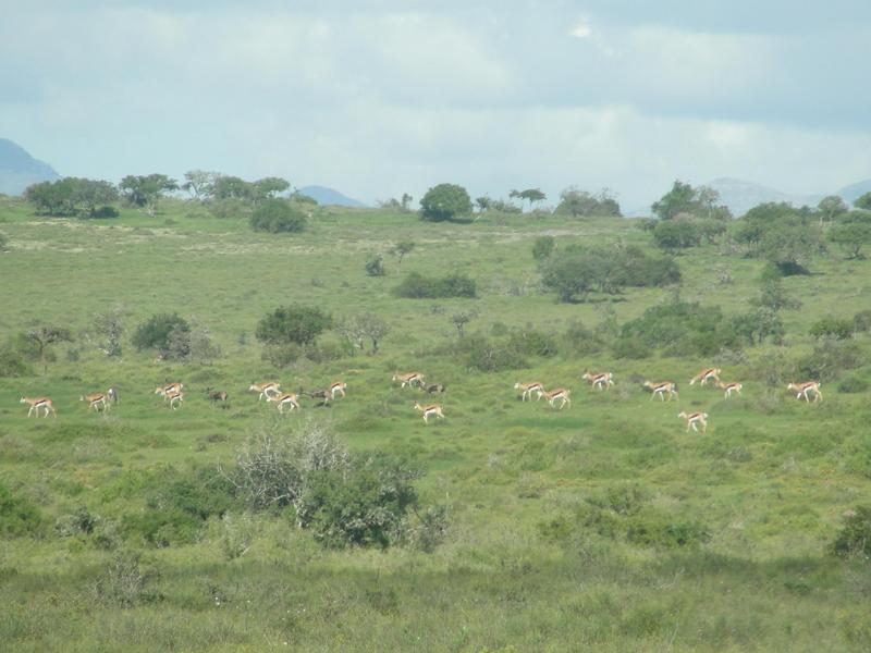 0 Bedroom Property for Sale in Kirkwood Eastern Cape